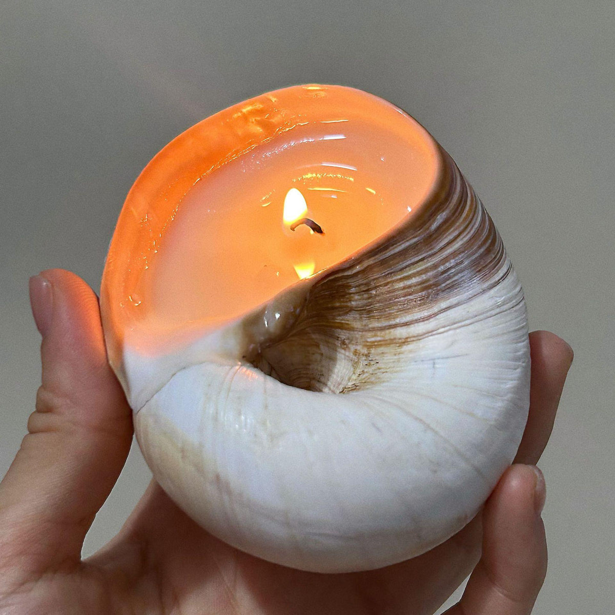 Bougie coquillage ERMITUS allumée dans une coquille naturelle pour une ambiance douce et parfumée