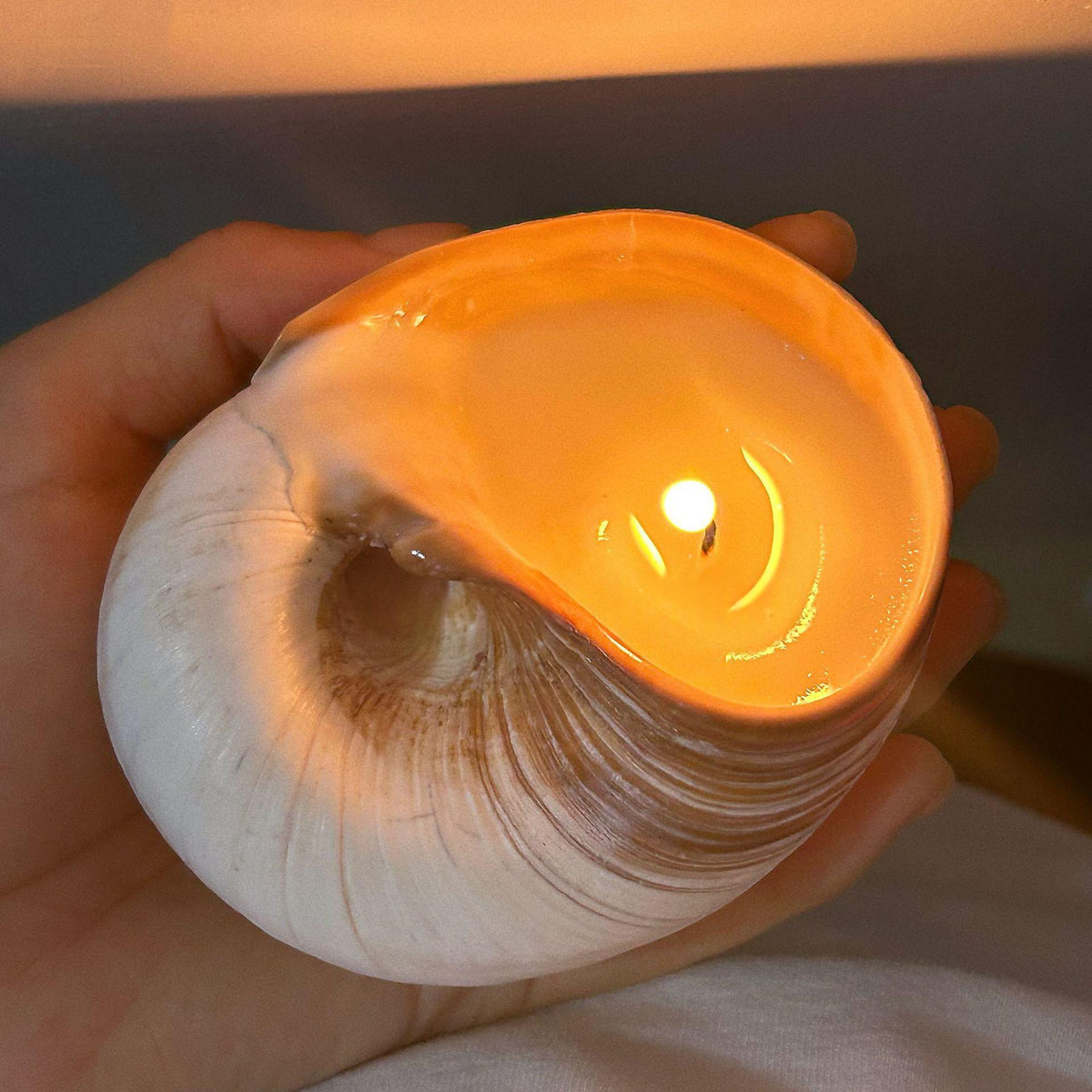 Bougie coquillage ERMITUS en cire de soja parfum frésia dans une coquille naturelle